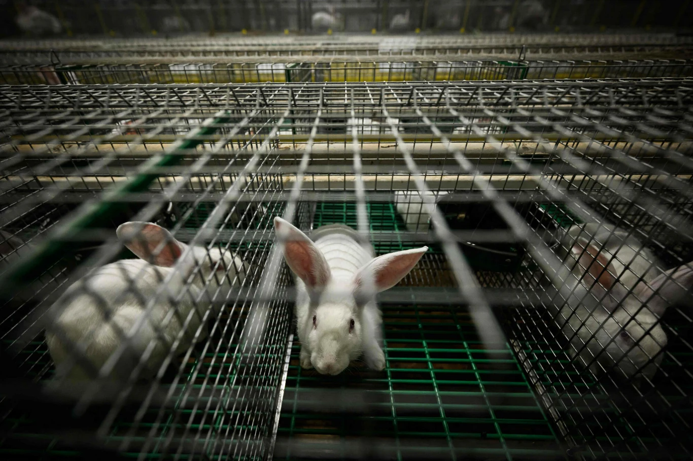 Białe króliki w metalowej klatce, stłoczone w ciasnej przestrzeni, z wyraźnie widocznymi drutami ogrodzenia i sztucznym oświetleniem nad nimi.