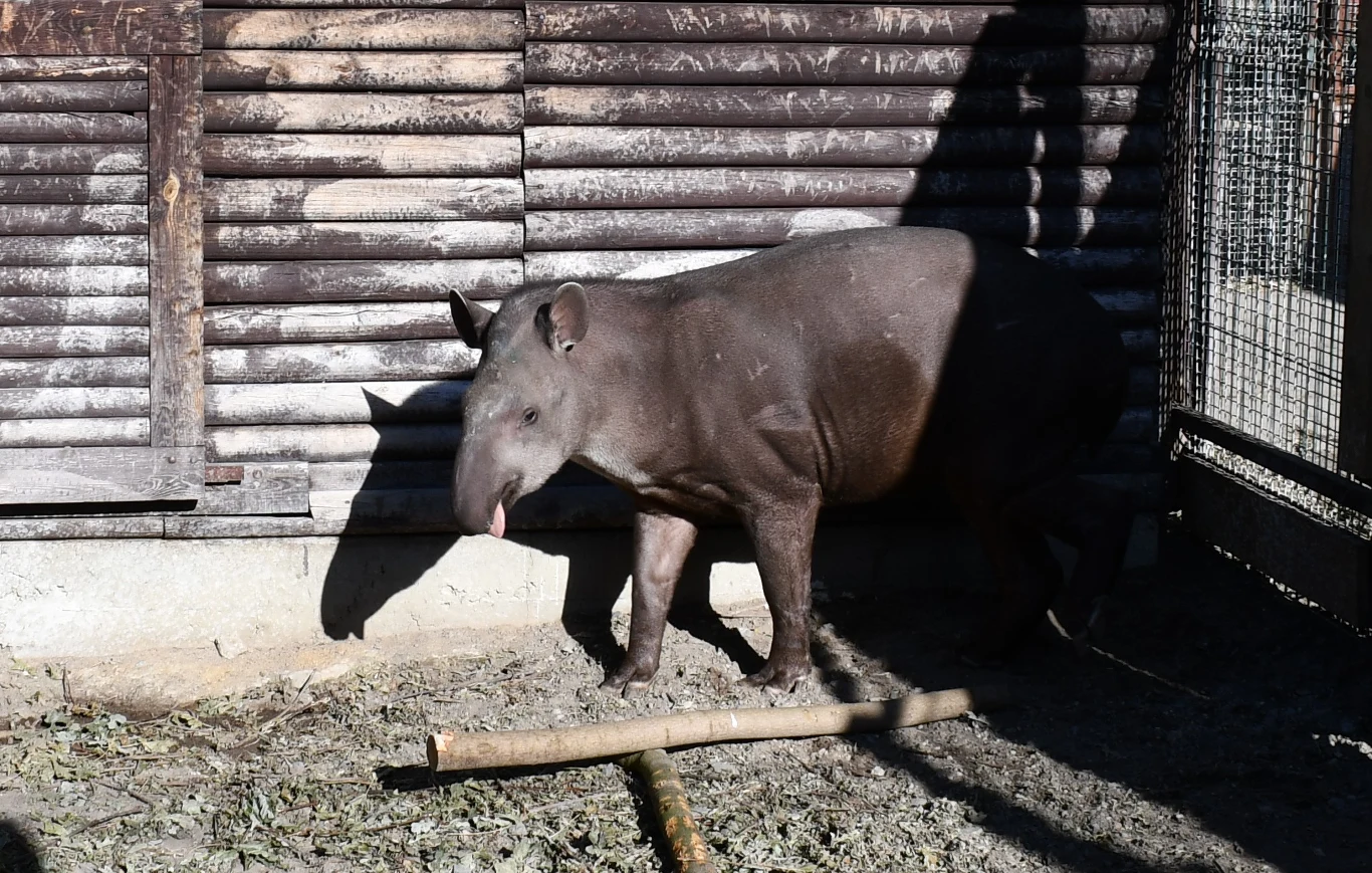 Tapir stojący na wybiegu przy drewnianej ścianie, oświetlony częściowo promieniami słońca, otoczony cieniem i suchą ziemią.