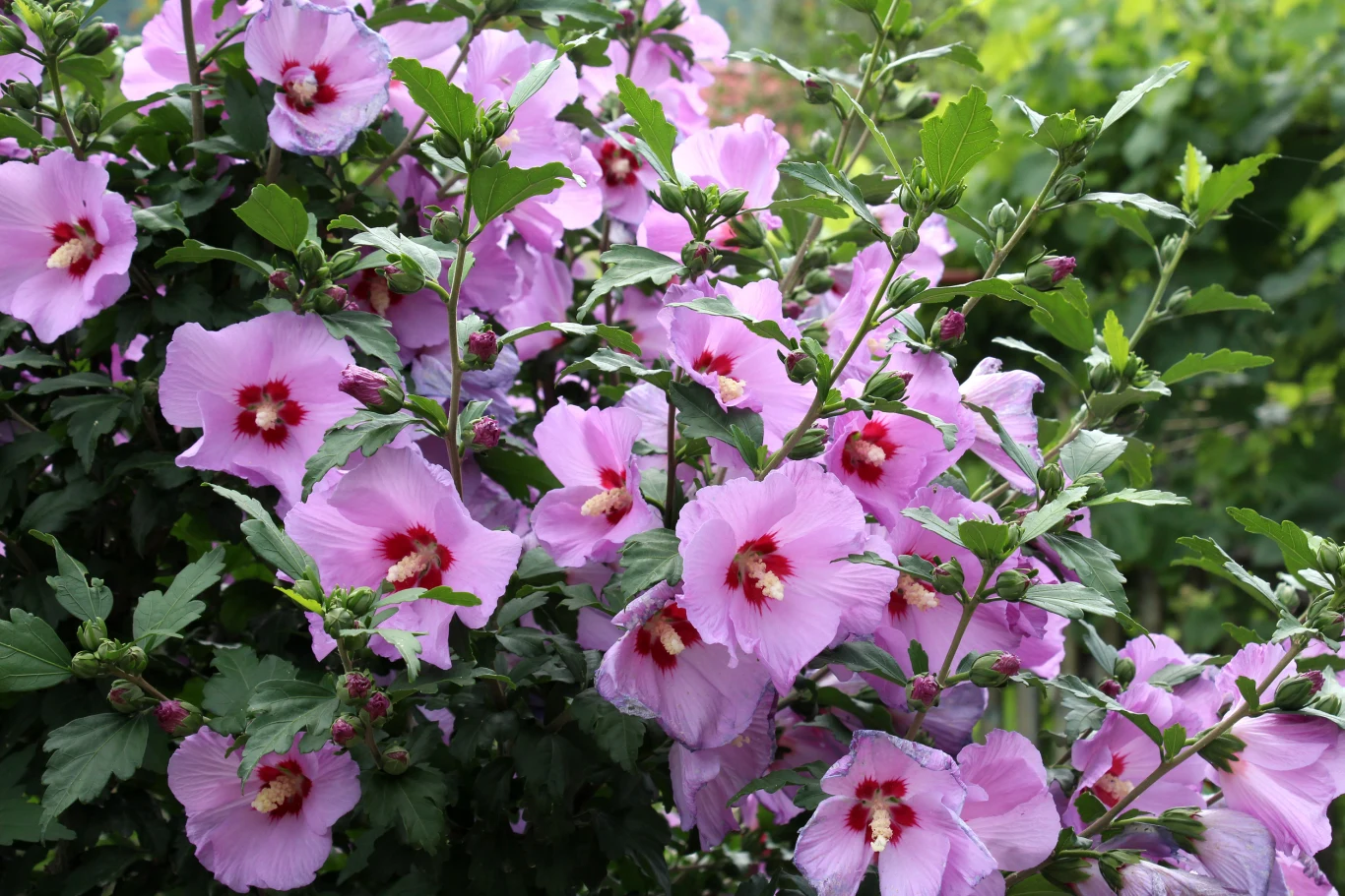 Dlaczego wiosenne przycinanie hibiskusa jest ważne? Krzew hibiskusa z dużymi, różowymi kwiatami i czerwonym środkiem wśród zielonych liści.