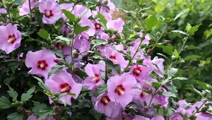 Latem hibiskus będzie tonął w kwiatach. Teraz musisz mu pomóc