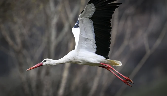 Bocian biały lecący nad środkową Turcję. To główny szlak migracyjny tych ptaków