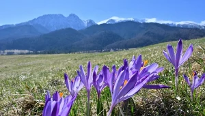 Nie rób tego w pierwszy dzień wiosny. Dawny przesąd wciąż aktualny?