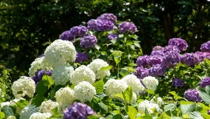 W marcu podsyp każdy krzaczek. Hortensja będzie kwitła bujnie i długo