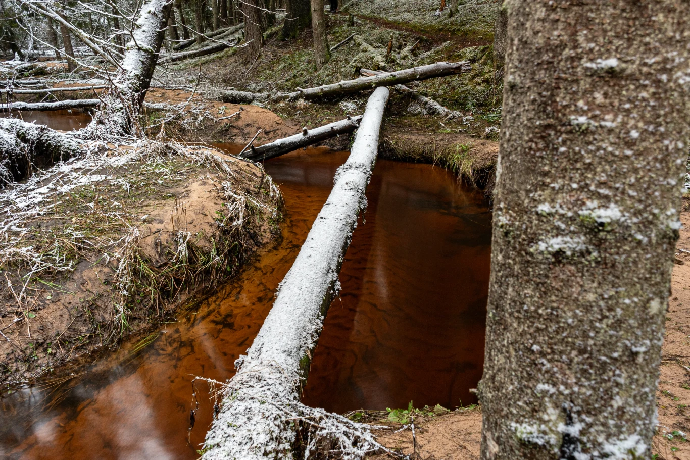 Zimowy las z brunatną rzeką, przez którą przewrócone drzewa pokryte lekką warstwą śniegu tworzą naturalne mosty nad wodą.