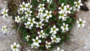 Skalnica tatrzańska jest endemitem Karpat Zachodnich
