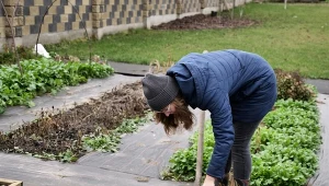 Posadź po zimie wzdłuż ogrodzenia. Węże się nie przecisną