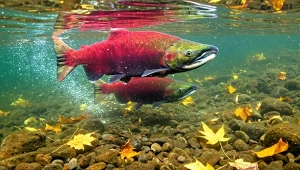 Skarb prosto z dzikich wód Alaski. Dlaczego łosoś sockeye to złoty standard jakości?