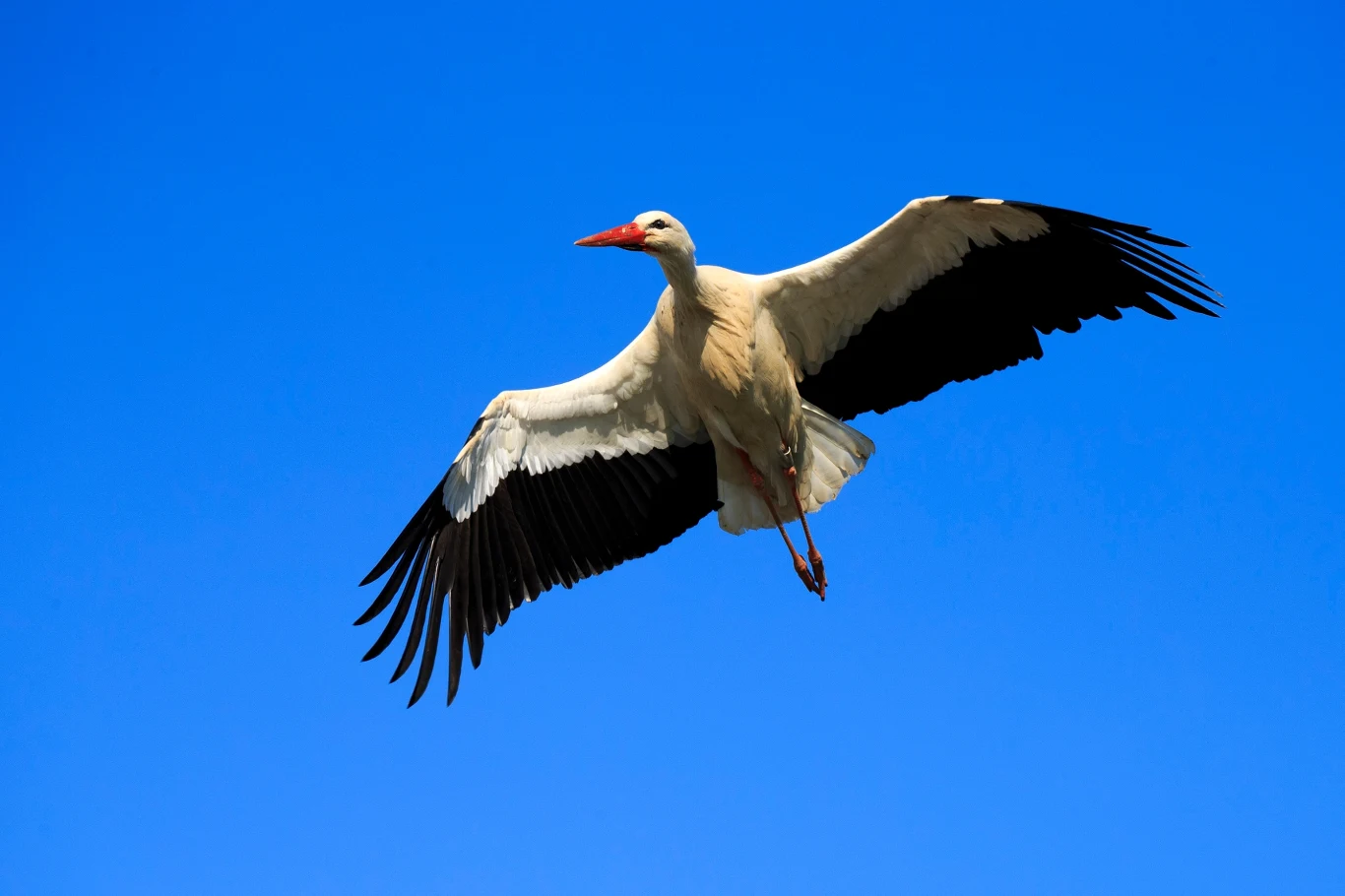 Bocian biały z rozpostartymi skrzydłami szybujący na tle czystego, niebieskiego nieba.
