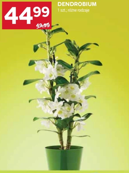 Дендробіум