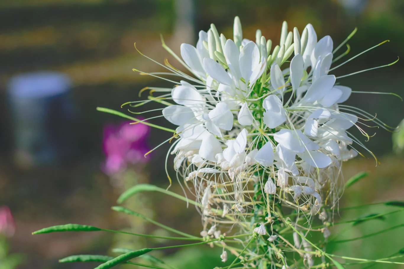 Biała, delikatna kwiatostan z długimi pręcikami, otoczona zielonymi liśćmi na tle rozmytego ogrodu.