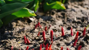 Piwonie będą rozwijać się bez chorób. Jedna rzecz w marcu jest kluczowa