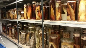 Zbiory Darwina pod lupą badaczy. Sprawdzili, co jest w słojach