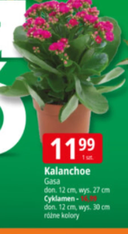 Каланхое Gasa