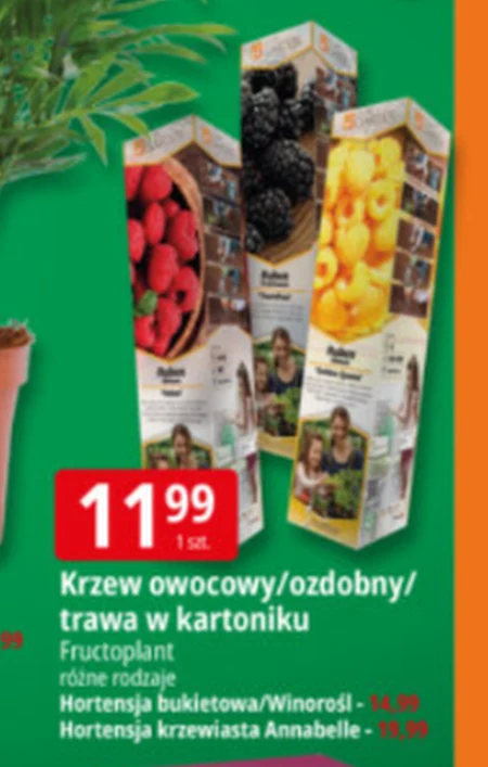 Чагарник Fructoplant