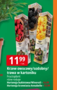 Чагарник Fructoplant