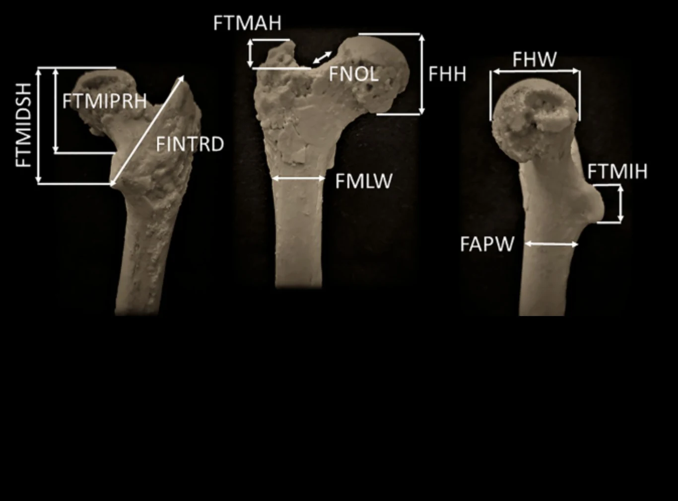 Kość z Bułgarii może zmienić historię człowieka. Chodzi o Graecopithecus Analiza kości udowej rodzaju Graecopithecus
