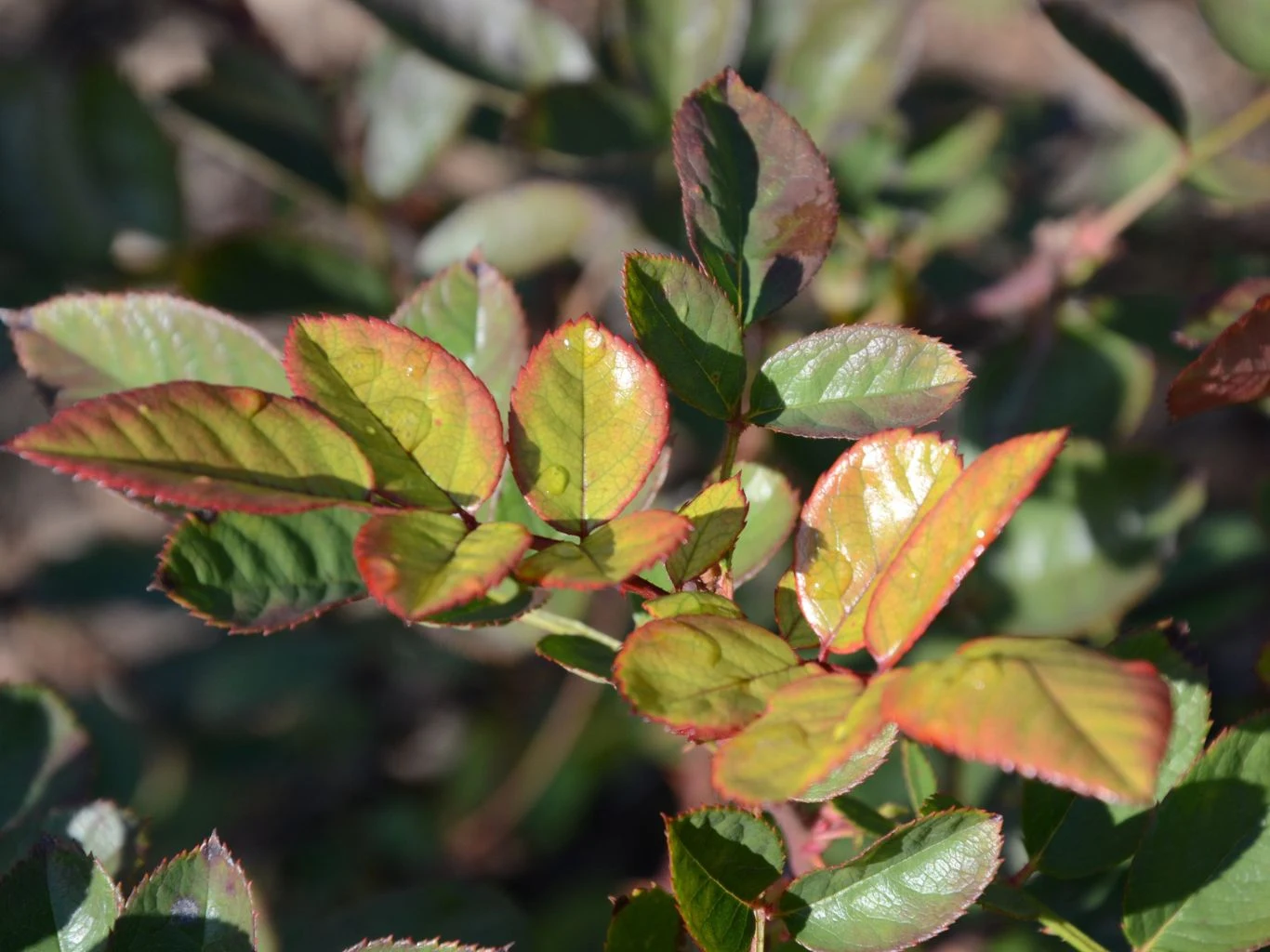 Młode liście róży o jasnozielonym kolorze z czerwonymi brzegami, dobrze oświetlone słońcem, kontrastujące z ciemniejszym tłem z rozmytymi liśćmi.