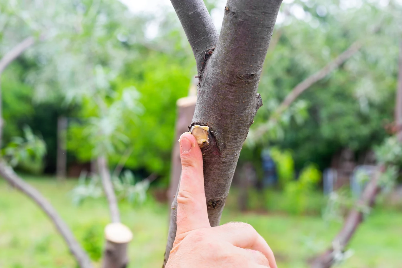 Wiosenne cięcie drzew owocowych. Jak zabezpieczyć świeże miejsca po cięciu sekatorem?