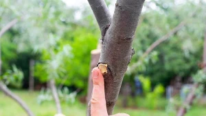 Zrób to z drzewkami owocowymi wiosną. Ochronisz je przed chorobami 