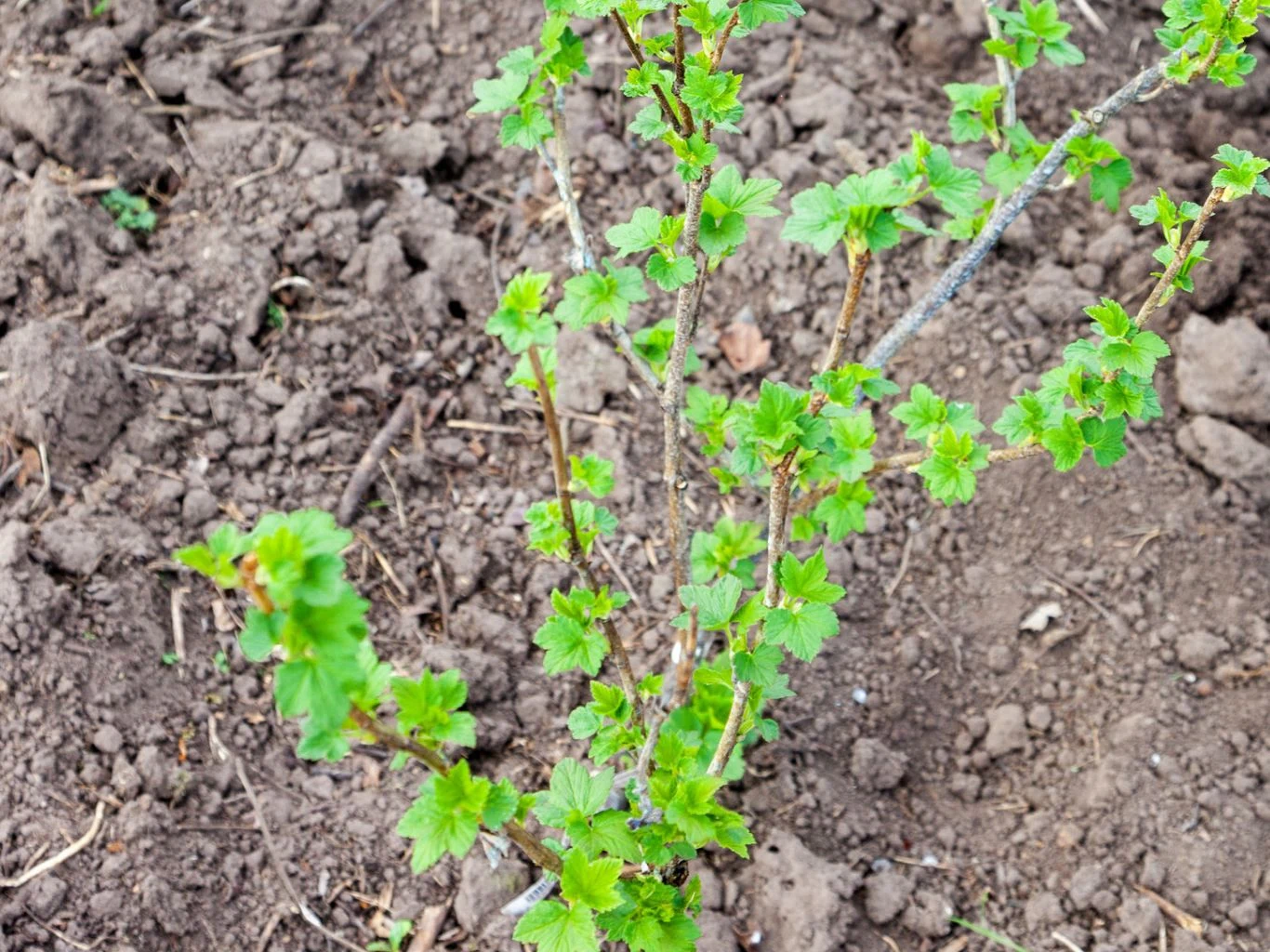 W przypadku młodych krzewów (do trzeciego roku po posadzeniu) skracaj pędy jednoroczne o około 1/3 długości. Młody krzew agrestu z jasnozielonymi liśćmi na ziemistej, suchej glebie bez trawy.