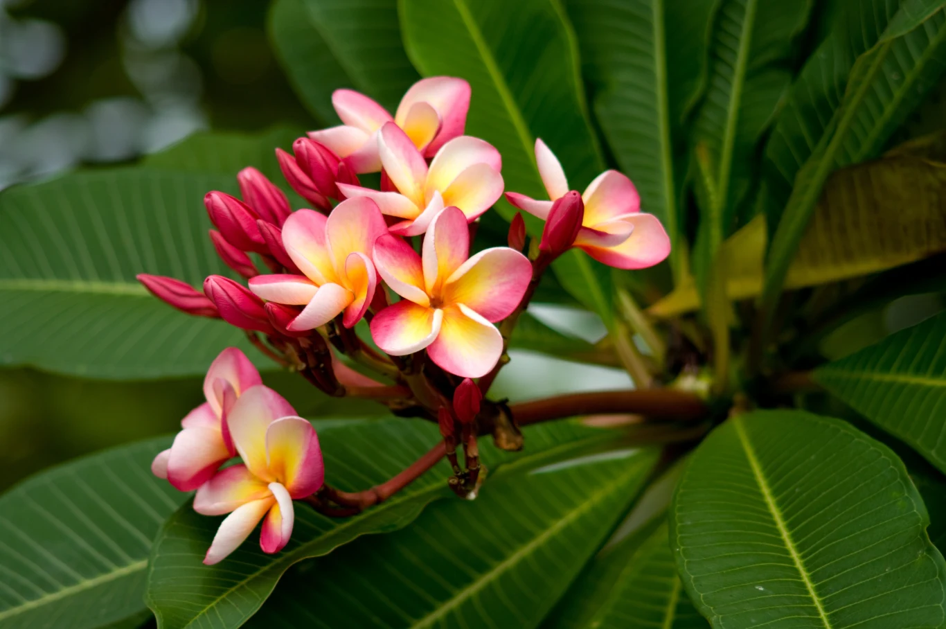 Zmiana klimatu wpływa na kwitnienie roślin Kwiaty plumerii o różowo-białych płatkach z żółtym środkiem otoczone dużymi, błyszczącymi zielonymi liśćmi.