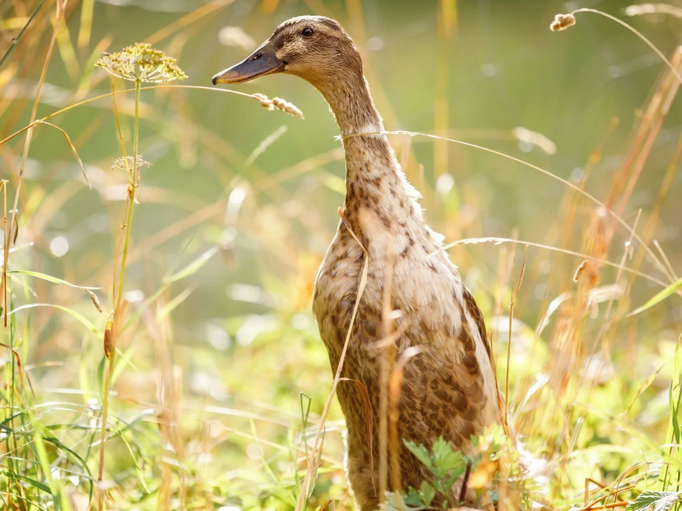 Biegus indyjski w ogrodzie.
