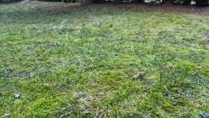 Takiej metody na mech na trawniku nie znasz. Bez chemii usuwa go raz-dwa