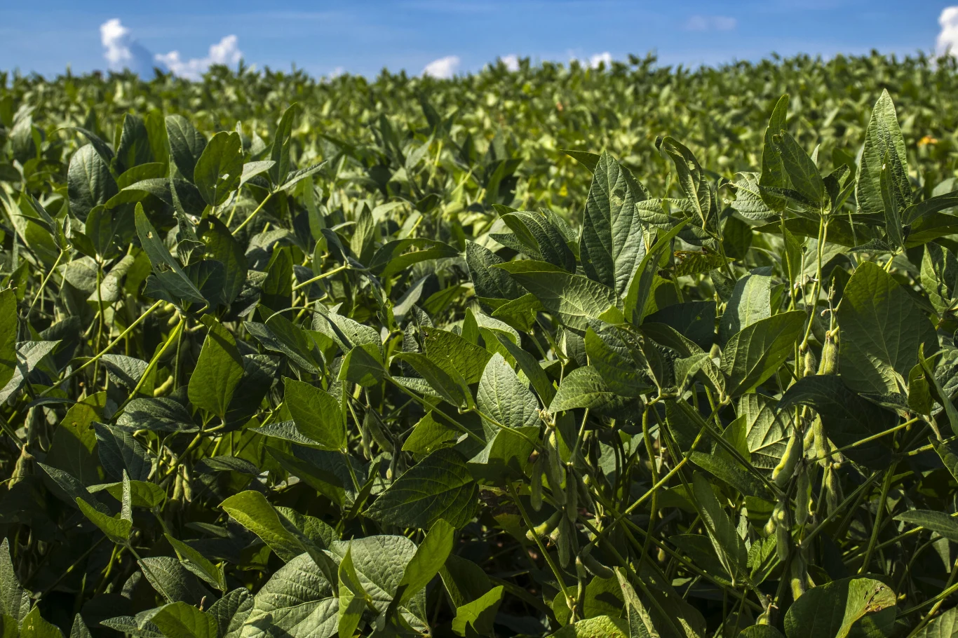 Gęste pole zielonych roślin soi z widocznymi liśćmi na tle błękitnego nieba i pojedynczych chmur.