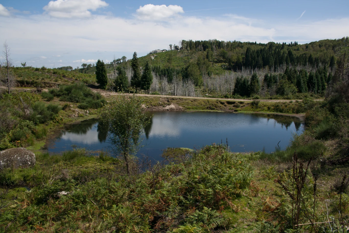 Niewielkie, spokojne jezioro otoczone zielonymi krzewami i drzewami, w tle łagodne wzgórza pokryte lasem iglastym pod błękitnym niebem z kilkoma chmurami.