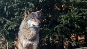 Niemcy zakwalifikowali wilka jako gatunek łowny