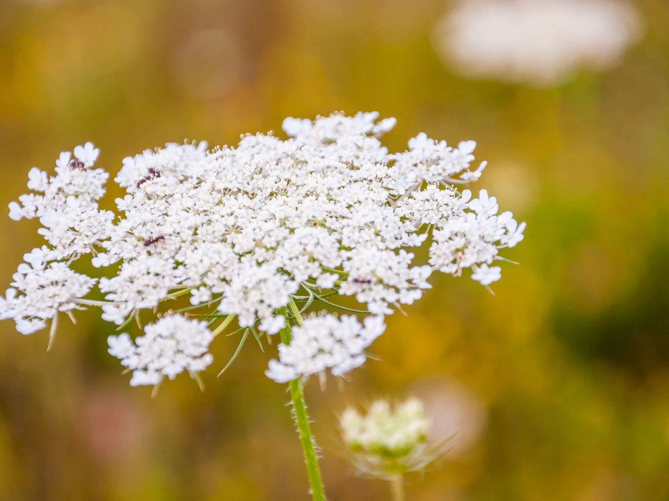 Biała koronkowa baldachogrona kwiatu dzikiej marchwi na rozmytym tle w ciepłych odcieniach żółci i zieleni.
