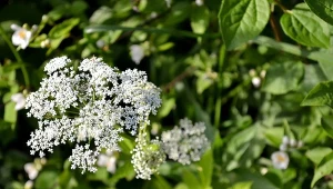 Warto mieć w ogrodzie, bo ma cenny korzeń. Pomaga na oskrzela i gardło