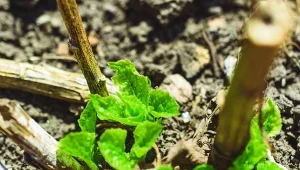 Grubo rozsypuj wokół hortensji. Będą kwitły bujnie i zachwycająco