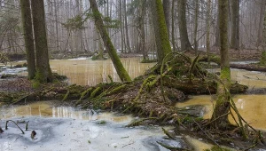 Spektakularne zjawisko w polskich lasach. Wygląda jak cud natury