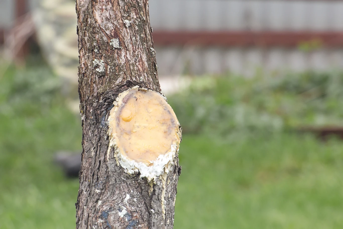 Maść ogrodnicza z żywicy i wosku lub pasta z węgla drzewnego skutecznie zabezpieczają świeże rany po cięciu sekatorem
