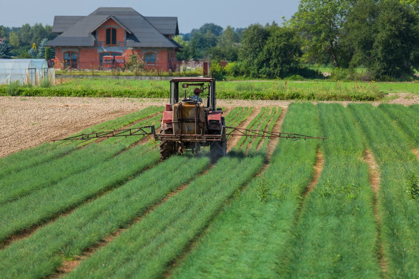 Czerwony traktor opryskuje rzędy zielonych upraw na polu, w tle widoczny duży dom otoczony drzewami.