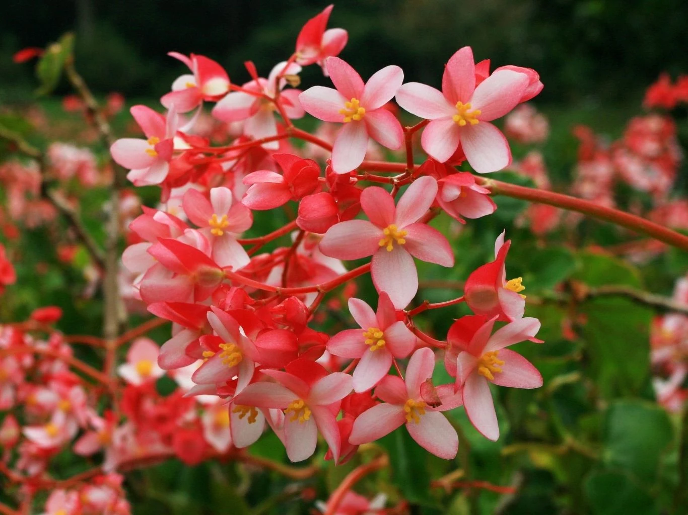 Gęsta grupa różowo-białych kwiatów o żółtych środkach na tle zieleni, skupionych na kępie delikatnych gałązek.