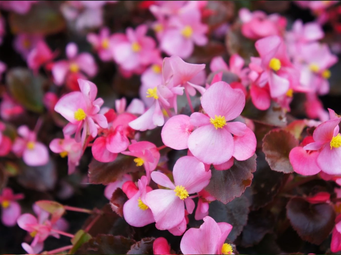 Różowe kwiaty begonii z żółtymi środkami. 