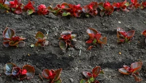 Kiedy zdecydować się na posadzenie begonii stale kwitnącej?