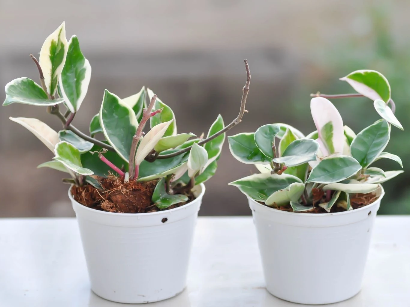 Dwie doniczki z hoją o mięsistych liściach. 