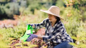 W walce ze zgnilizną korzeni może pomóc napar z rumianku. Sprawdź, jak go użyć w ogrodzie. 