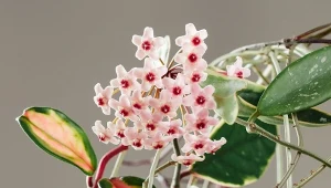 Wsyp do doniczki i nie czekaj kolejnych 5 lat. Hoja zakwitnie od ręki