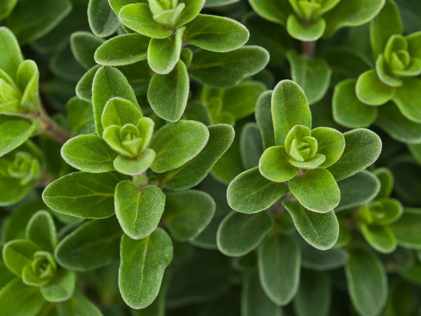 Gęsto rosnące, świeże zielone liście majeranku o owalnym kształcie. 