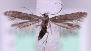 Ćma z pokrewnego gatunku Monochroa hornigi