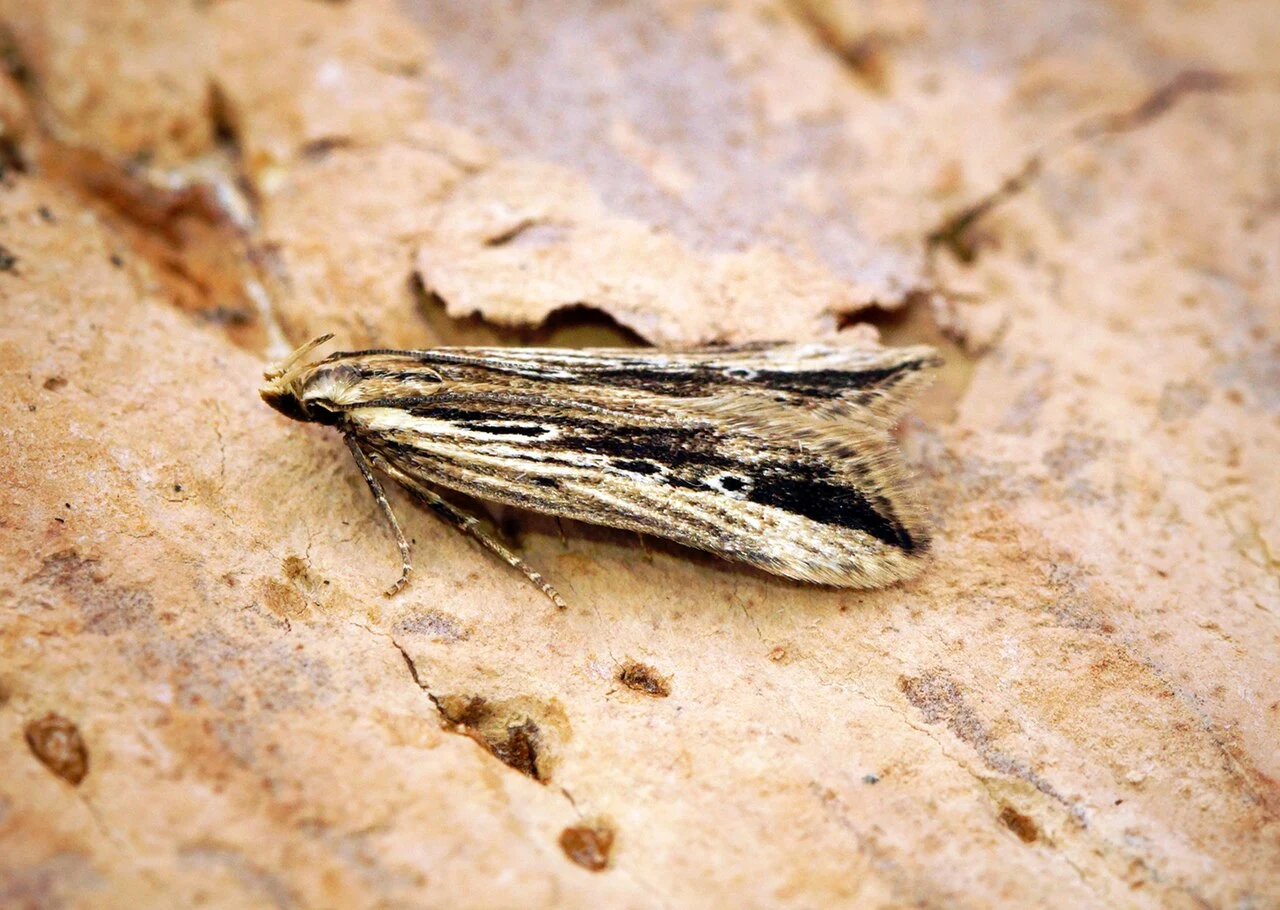 Brązowo-kremowy motyl nocny z charakterystycznym ciemnym pasem na skrzydłach siedzi na jasnobrązowej, chropowatej powierzchni.