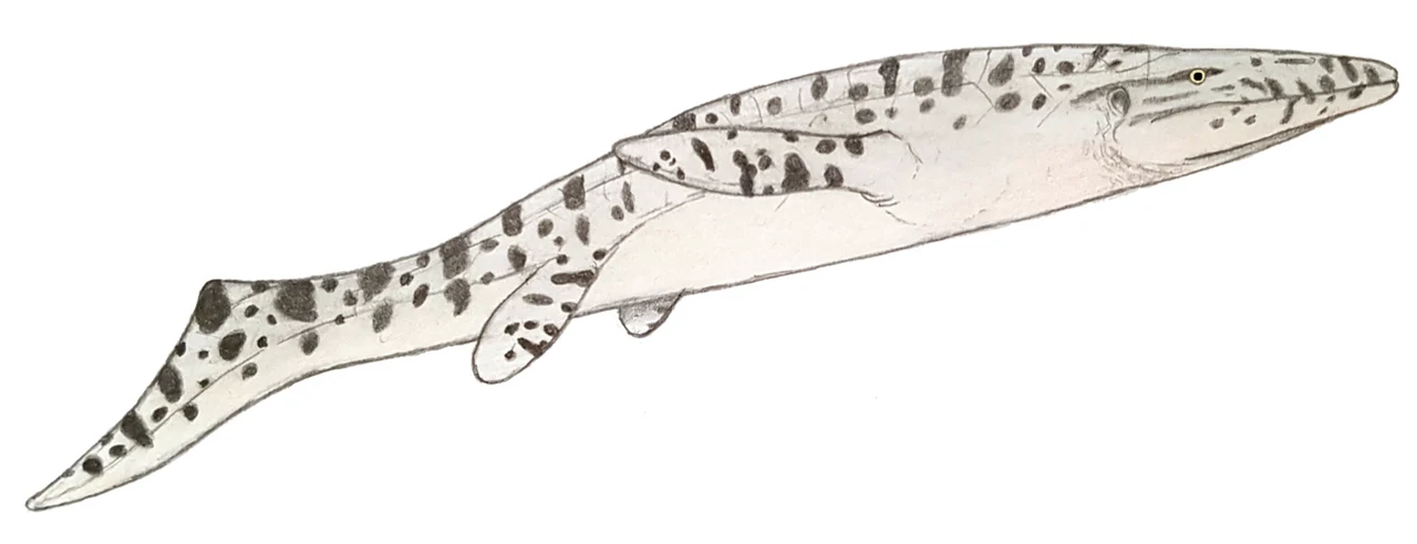 Duży, drapieżny gad morski o wydłużonym ciele, jasnej skórze z ciemnymi plamami i mocno zaznaczonej płetwie ogonowej, z wyraźnie widocznym okiem oraz szeroką paszczą.