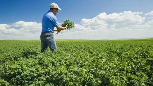 Ciecierzyca może rosnąć na glebie księżycowej. To wielki przełom
