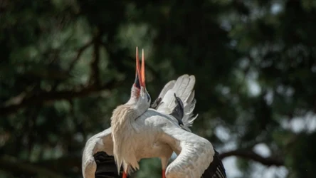 Bociany białe powinny wrócić w połowie marca