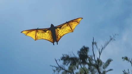 Acerodon grzywiasty uchodzi za największego nietoperza świata