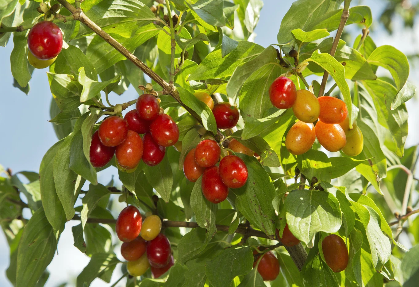 Dojrzewające na gałęziach czerwono-pomarańczowe owoce derenia otoczone gęstymi, zielonymi liśćmi w letnim świetle.